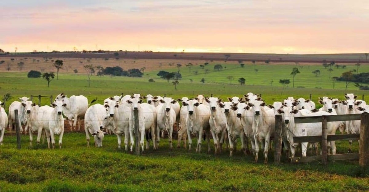 Pesquisador australiano desvenda os mitos e verdades sobre a carne bovina e a pecuária