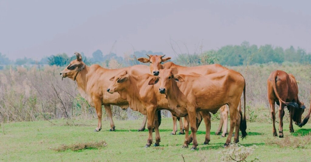 Fórum da Carne Bovina terá debate sobre tecnologia e mercado futuro