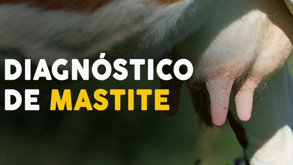 Detectando e tratando a mastite sem antibióticos 2 detectando e tratando a mastite sem antibioticos