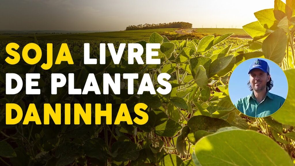 Dicas para uma lavoura de soja limpa 1 dicas para uma lavoura de soja limpa