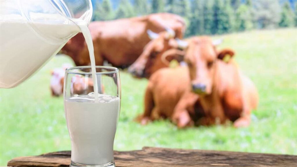 Dieta altera o leite? 1 Como a dieta pode afetar o leite da vaca?