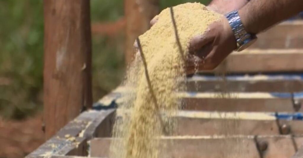 Ração à base de soja, milho e caroço de algodão: especialista dá dicas para formular dieta