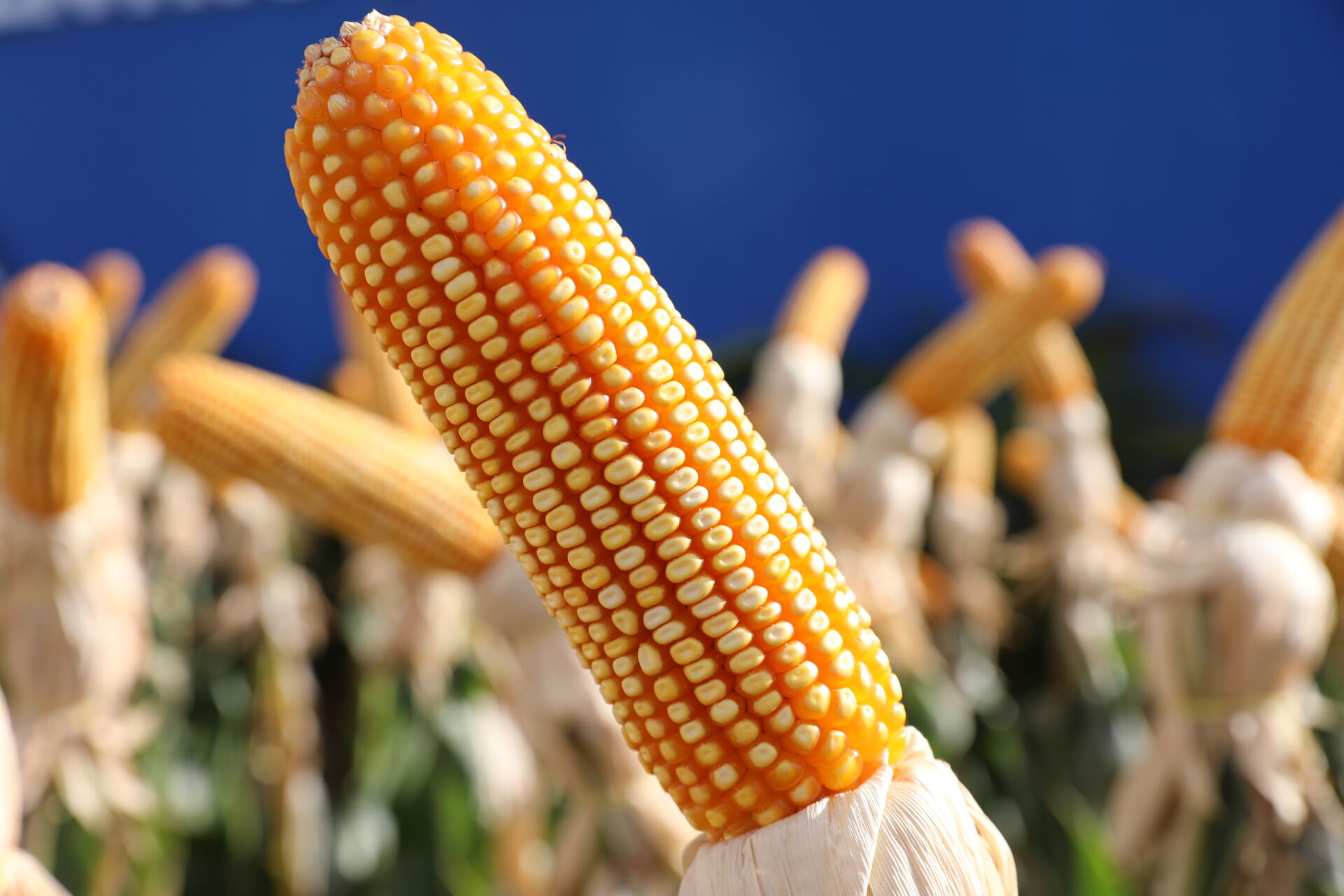 Disputa de espaÃço em Rondônia.