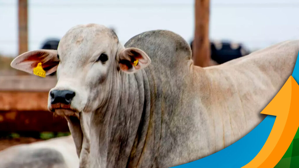 Disputa intensa por arroba do boi! 1 Queda de braços vai se intensificar após o carnaval com disputa por arroba do boi entre R$235 para quem compra e R$245 para quem vende