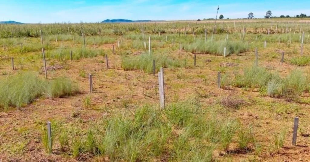 Diversificação evita invasão de gramíneas 5 Estudo aponta que diversificação pode impedir invasão de gramíneas exóticas no Cerrado