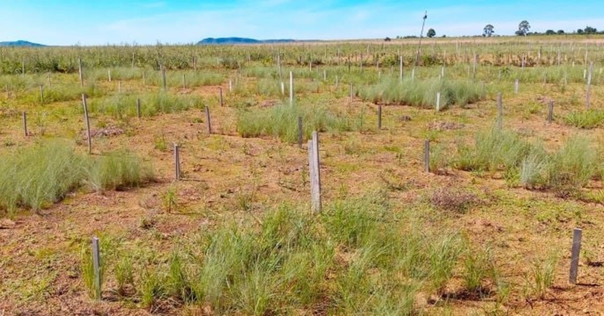Diversificação evita invasão de gramíneas