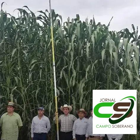 Economia e Rendimento: Vantagens Financeiras do Mega Sorgo Santa Elisa na Silagem
