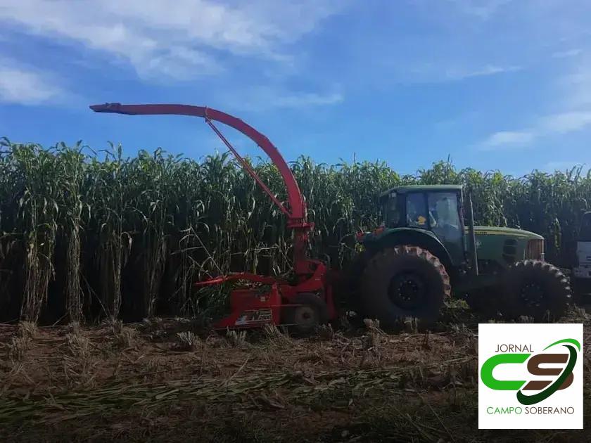 Economia e Rendimento: Vantagens Financeiras do Mega Sorgo Santa Elisa na Silagem