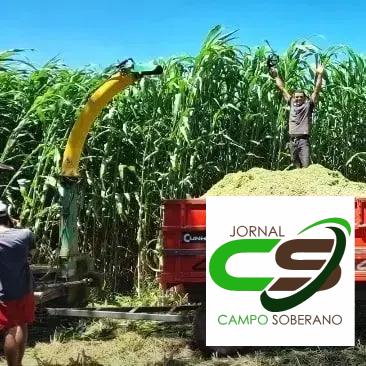 Economia e Rendimento: Vantagens Financeiras do Mega Sorgo Santa Elisa na Silagem