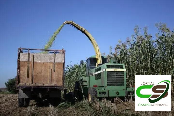 Economia e Rendimento: Vantagens Financeiras do Mega Sorgo Santa Elisa na Silagem