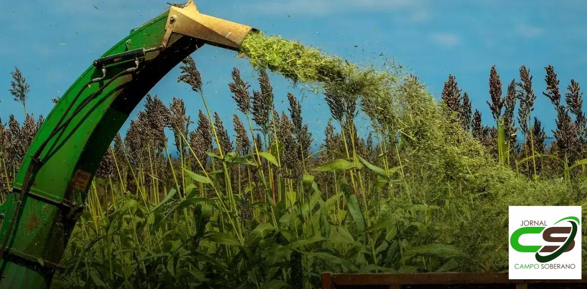 Economia e Rendimento: Vantagens Financeiras do Mega Sorgo Santa Elisa na Silagem