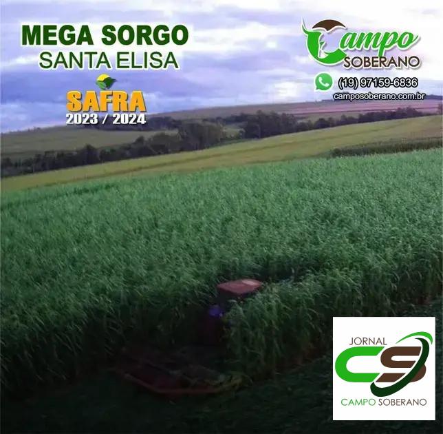 Economia e Rendimento: Vantagens Financeiras do Mega Sorgo Santa Elisa na Silagem Economia e Rendimento: Vantagens Financeiras do Mega Sorgo Santa Elisa na Silagem