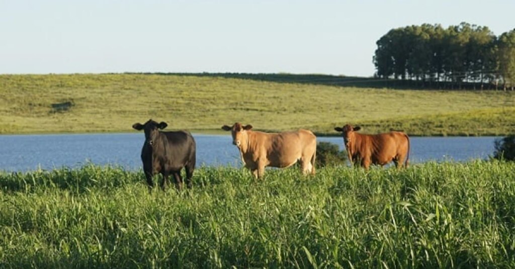 Embrapa apresenta tecnologias integradas na Colheita do Arroz. 12 Embrapa mostra tecnologias para sistemas integrados na Abertura da Colheita do Arroz