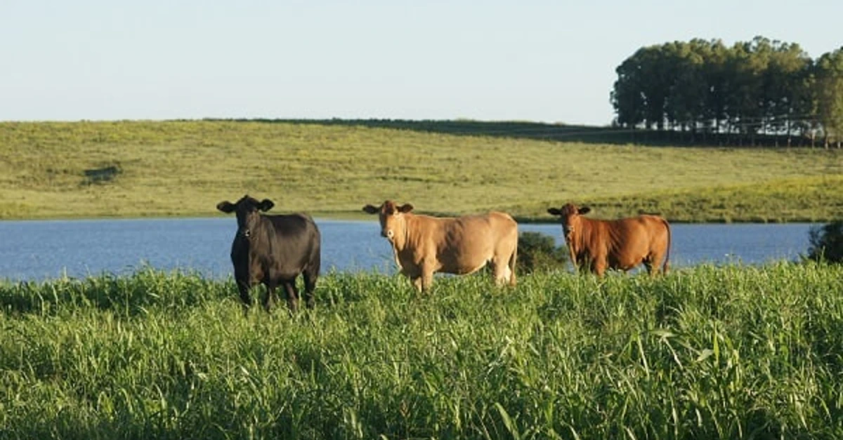 Embrapa mostra tecnologias para sistemas integrados na Abertura da Colheita do Arroz
