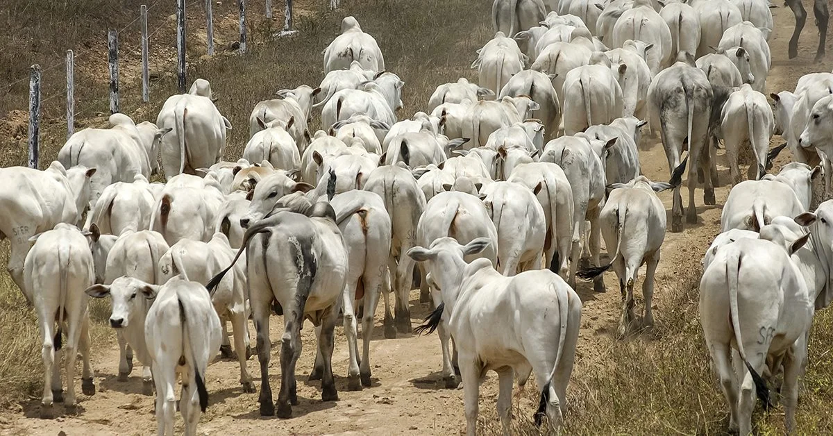 Empréstimos rurais com animais como garantia - Portal DBO. 4 Projeto autoriza utilização de animais como garantia de empréstimos e financiamentos rurais • Portal DBO