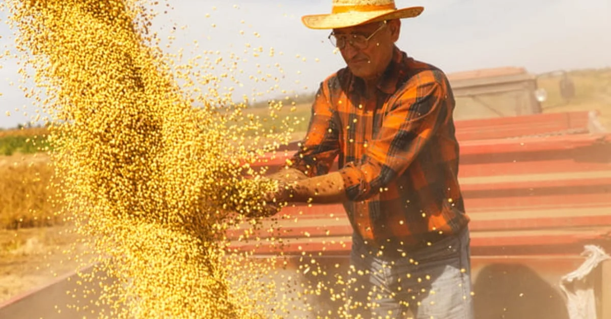 Erros do produtor prejudicam mercado. 24 Produtor de soja se equivocou e preços vão piorar, diz analista