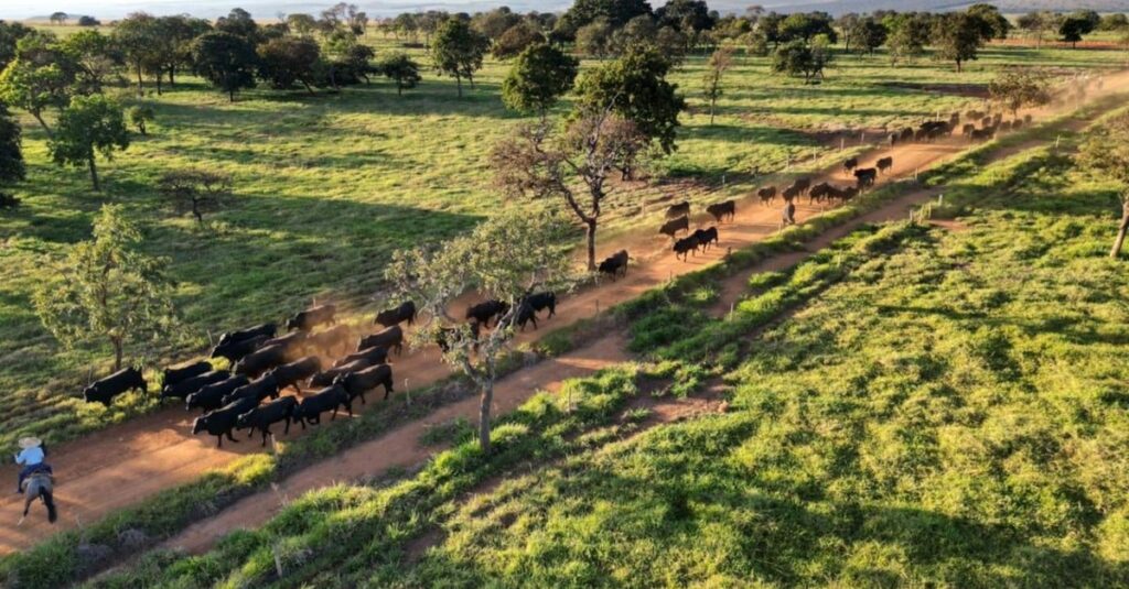 Escritórios Verdes: meta é crescer 50% o suporte a produtores no País este ano 