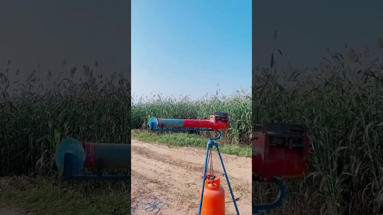 “Espantar pássaros na plantação” 🌱🦜 #agro