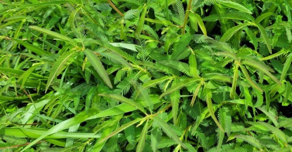 Plantas daninhas nas pastagens: especialista dá dicas de controle