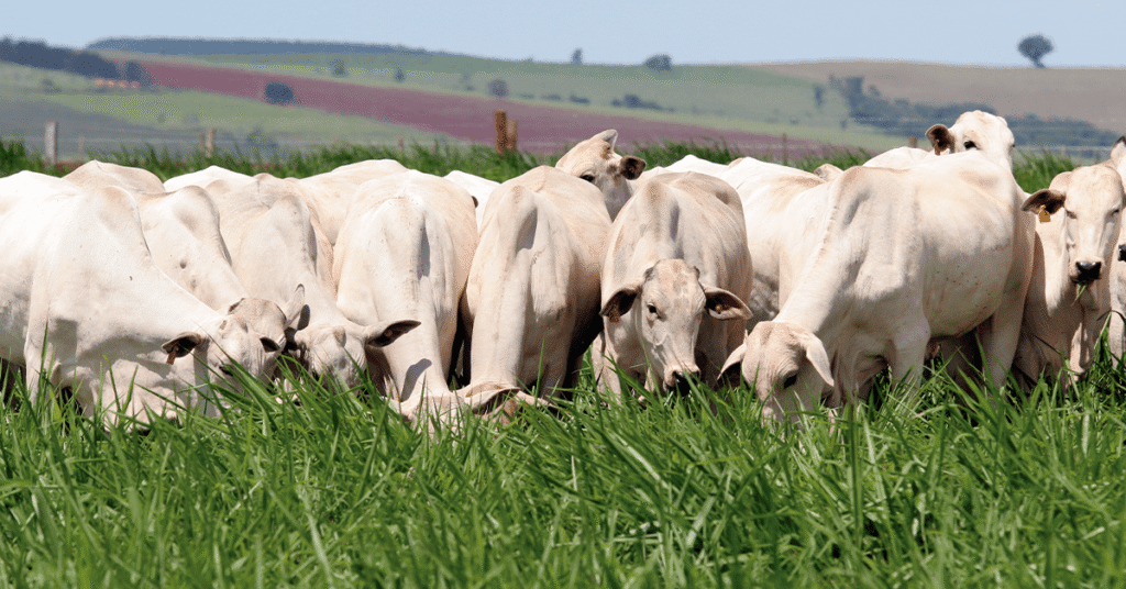Semana abre com estabilidade nos preços físicos do boi gordo • Portal DBO
