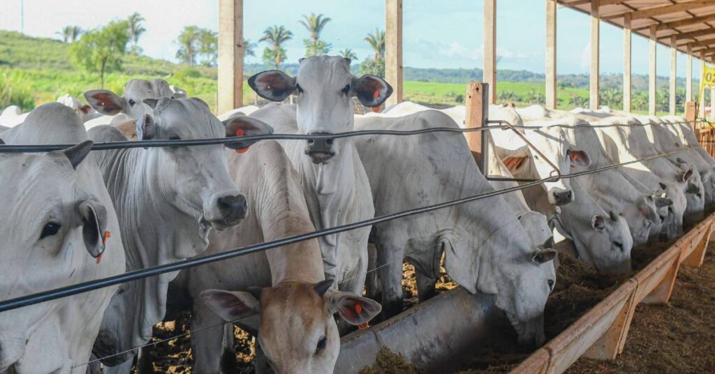 estudo soroepidemiológico para comprovação da ausência de circulação viral da aftosa será em março, informa Adapec • Portal DBO