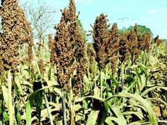 Avança área destinada ao sorgo em MS e pesquisas se voltam à cultura
