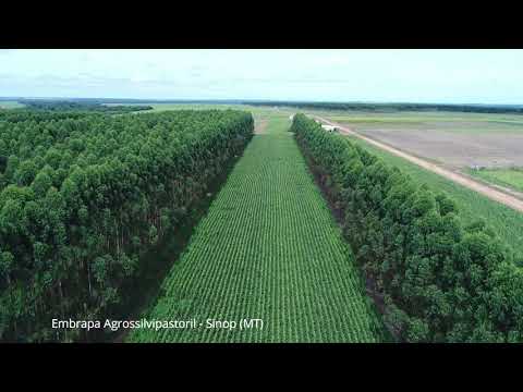 experimento de ilpf para producao leiteira na embrapa agrossilvipastoril sinop mt