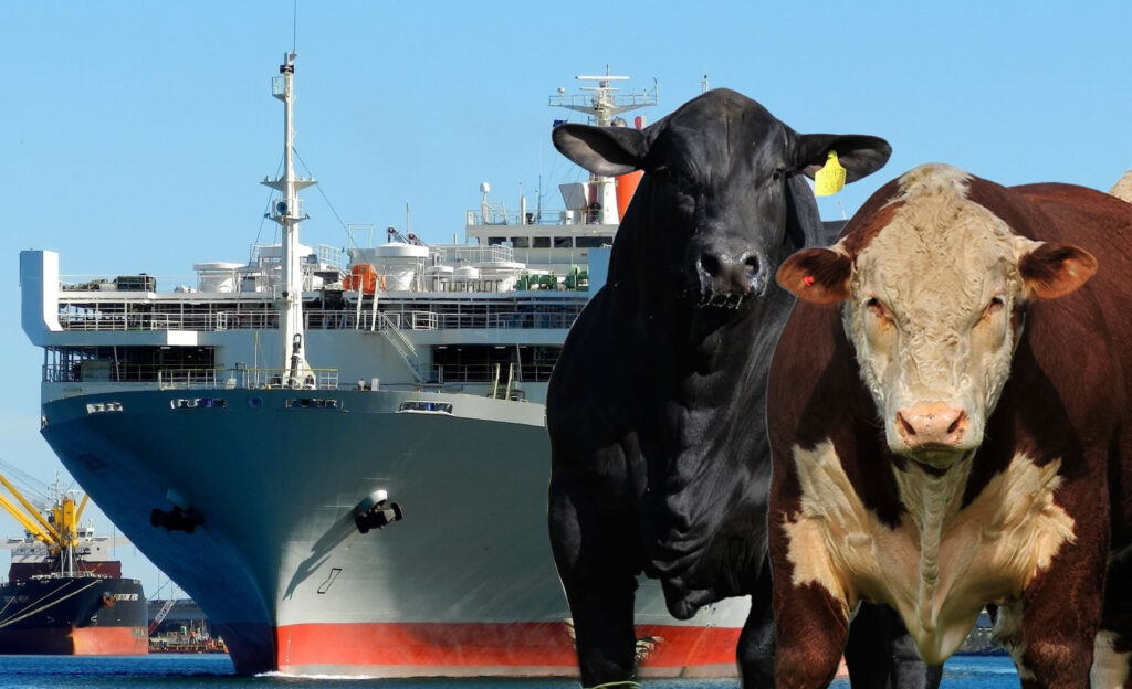 Brasil deve exportar mais de 100 mil cabeças de gado para a Turquia — CompreRural