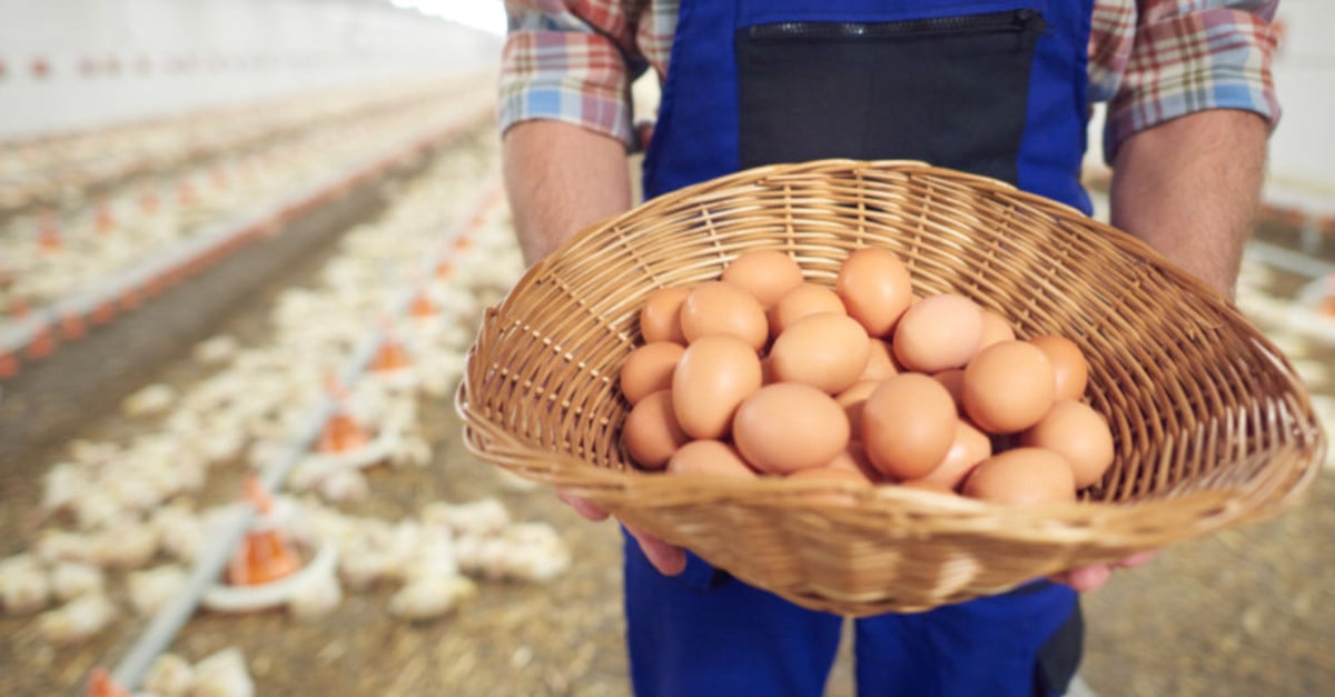 exportacoes de ovos atingem recorde em janeiro 1