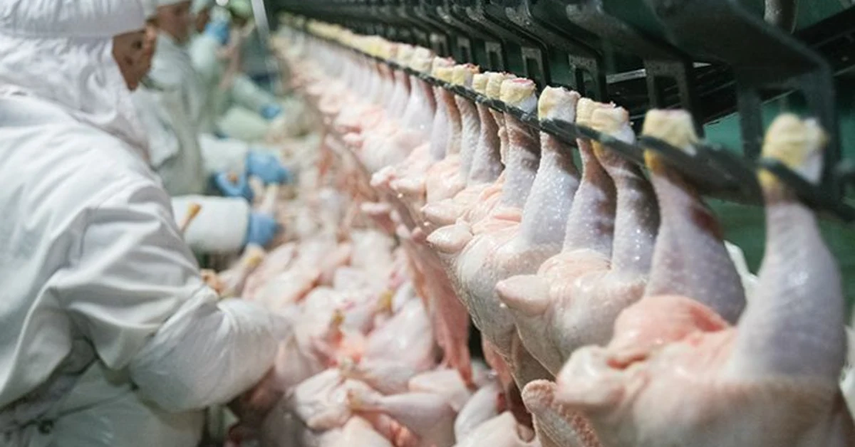 Exporte carne de aves com certificado digital! 4 Certificado digital facilita exportações de carne de aves para a União Europeia • Portal DBO