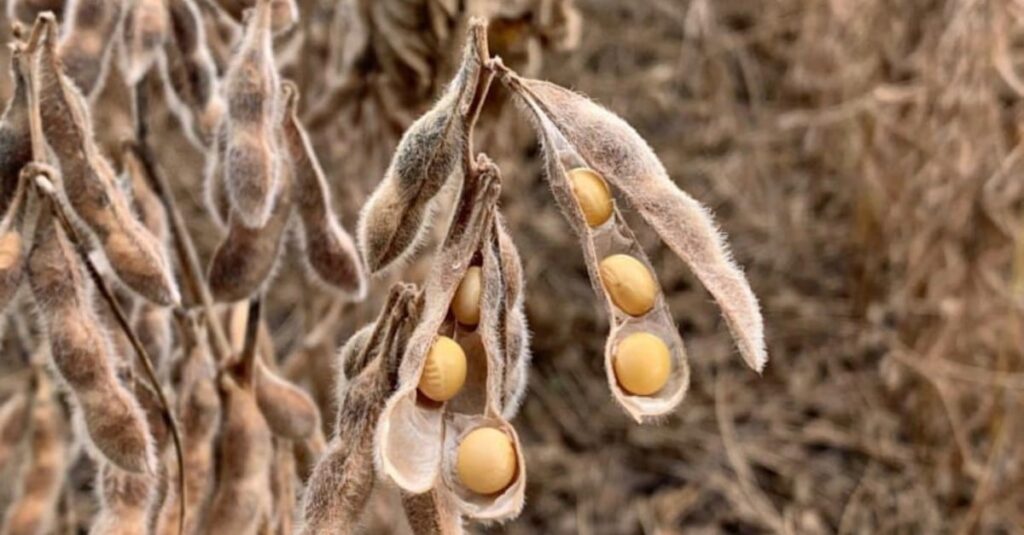 Falta de chuvas prejudica lavouras de soja. 8 Lavouras de soja sofrem com falta de chuvas no RS, diz Emater