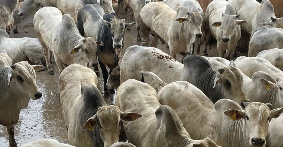 Fazenda Boa Vista, boiadão sustentável de MS: Mais que 20@dentes!