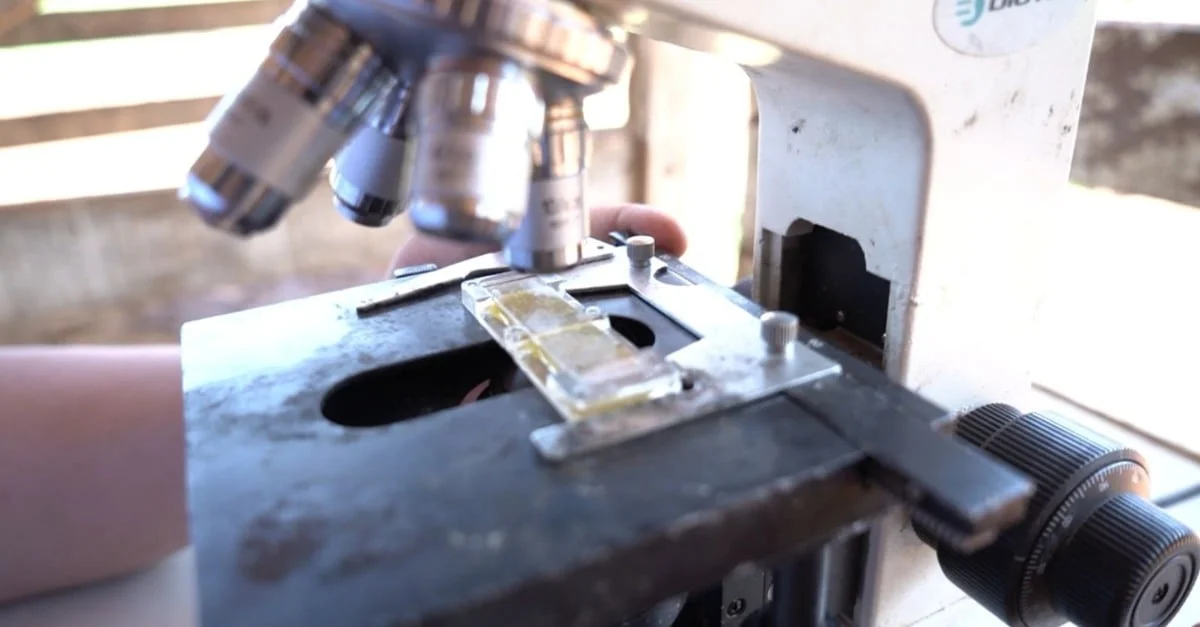 Fazenda em Goiás inova com protocolo sanitário personalizado. 21 Protocolo sanitário personalizado: fazenda em Goiás é a primeira a ser beneficiada no País