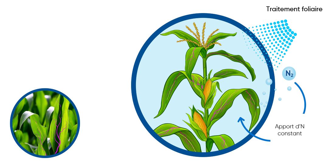 Fixação de Nitrogênio em Milho