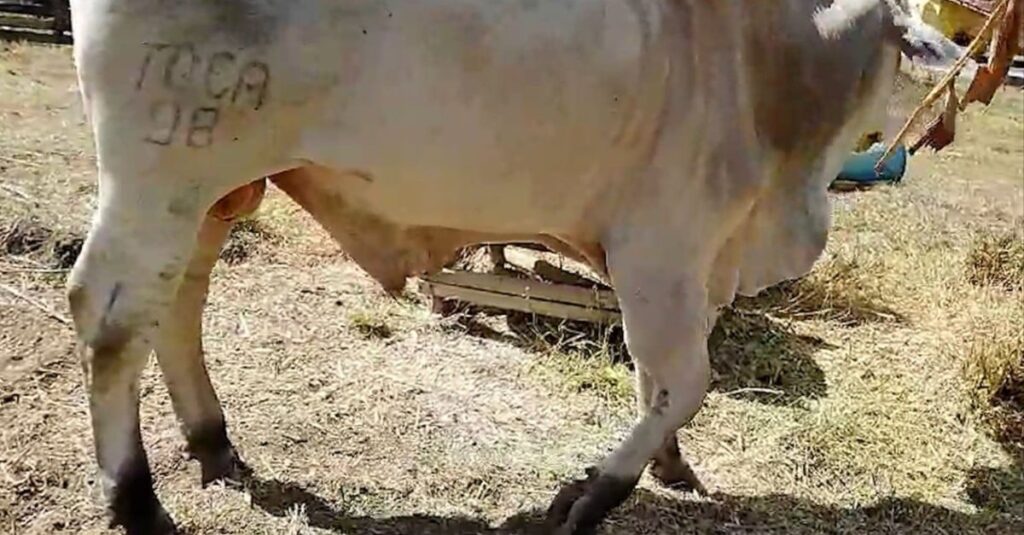 Fraturas em bovinos: médico-veterinário dá dicas para os primeiros cuidados