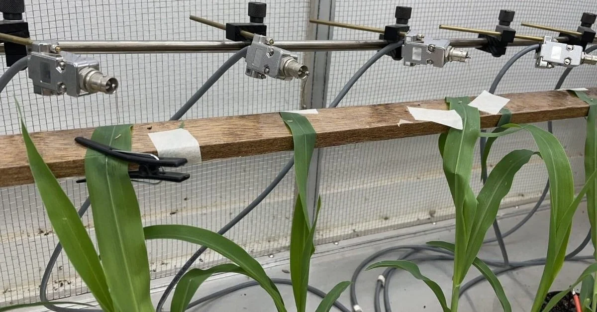 Fungo controla praga do milho! 4 Fungo pode controlar praga que atinge o milho, aponta estudo