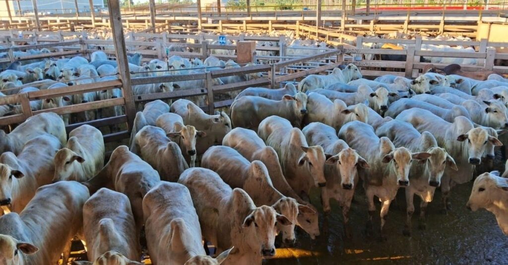 Gadão castrado, alimentado a pasto, alcança quase 22@ em MS. O que mais ele pode oferecer? 25 Gadão castrado e terminado a pasto chega a quase 22@ em MS