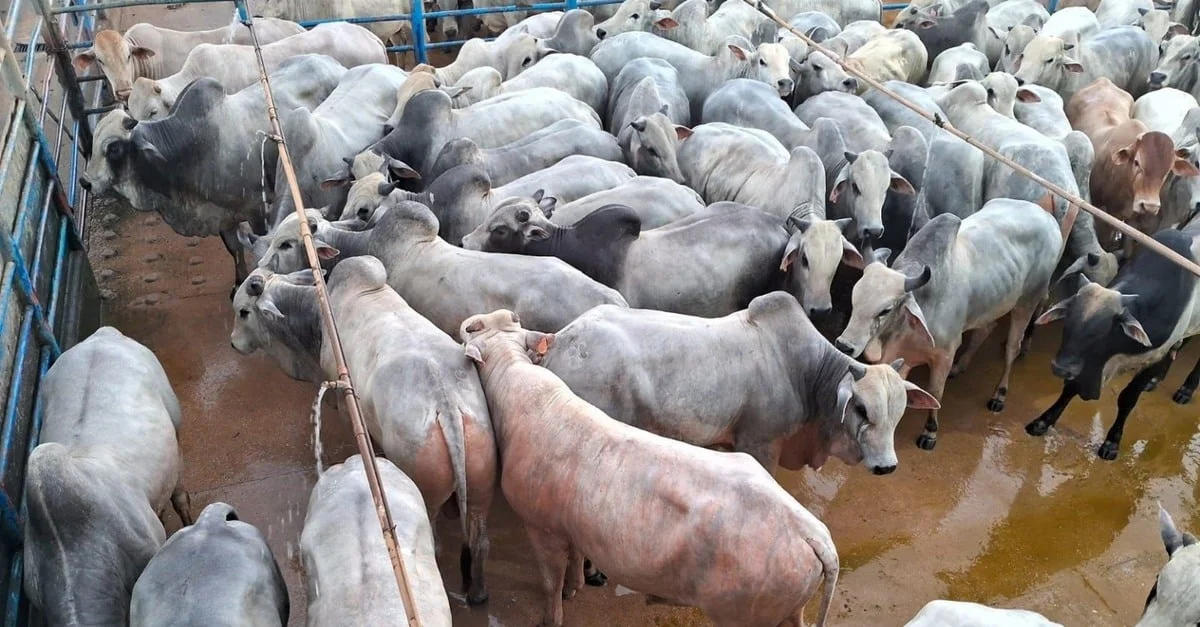 Gadão chega a quase 22@! Capim “topzera” é grande segredo na engorda de bois jovens no Pará