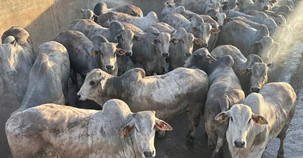 Gadão confinado de até dois dentes surpreende com 21@ no interior de MT