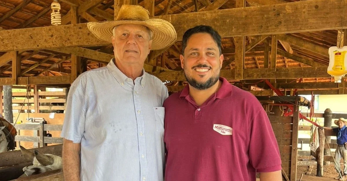 Gado castrado sob a sombra do Bacuri em Mato Grosso.