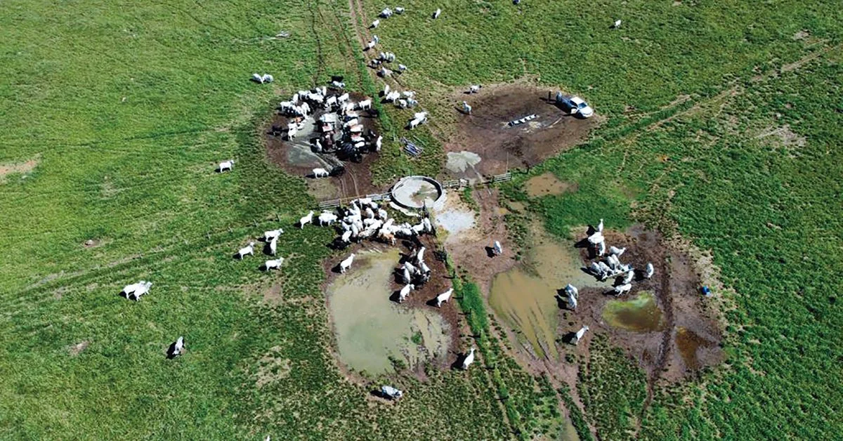 Governo investe R$ 17 mi na defesa agropecuária do estado! 10 governo investe mais de R$ 17 milhões na defesa agropecuária do estado • Portal DBO