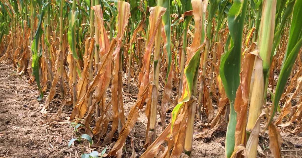 Governo renegociará dívida de produtores afetados pela seca, diz Lula 1 Lula diz que governo renegociará dívida de produtores por causa da seca • Portal DBO