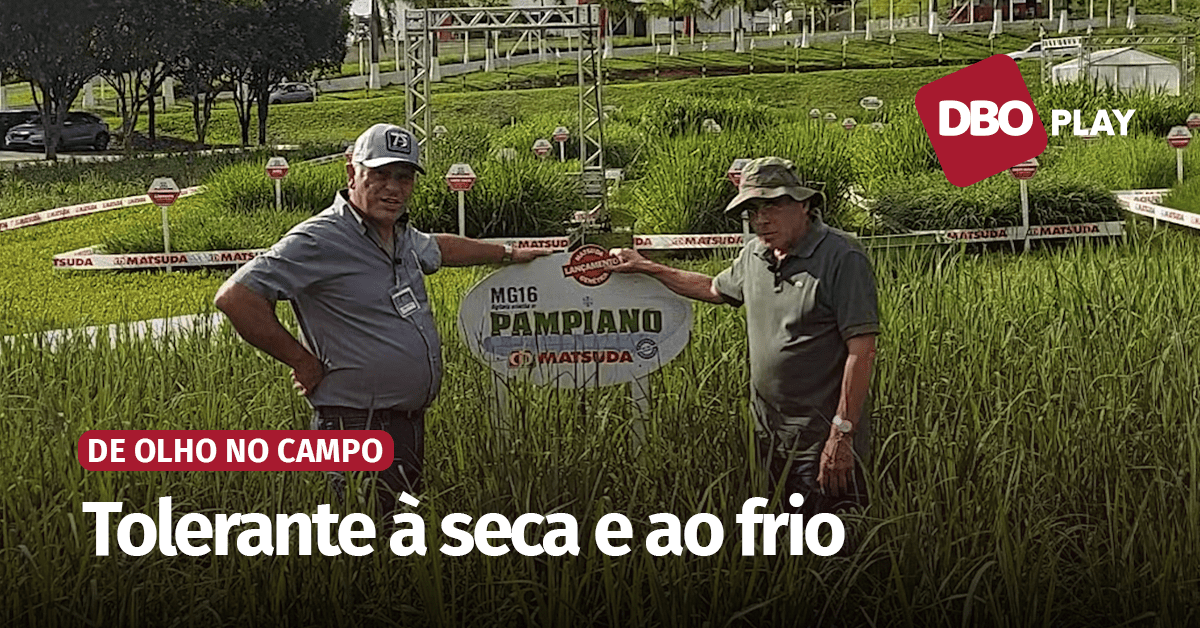 Gramínea é adaptada ao clima tropical de altitude; assista ao vídeo! • Portal DBO