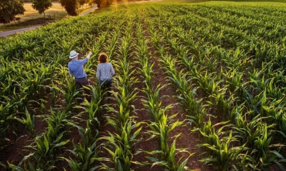 grandes empresas no agronegocio brasileiro 1