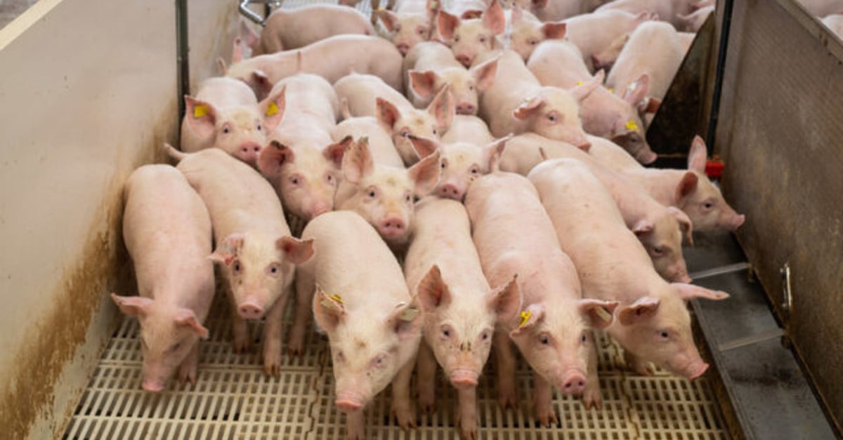 Granja moderna transforma rotina de produtora gaúcha