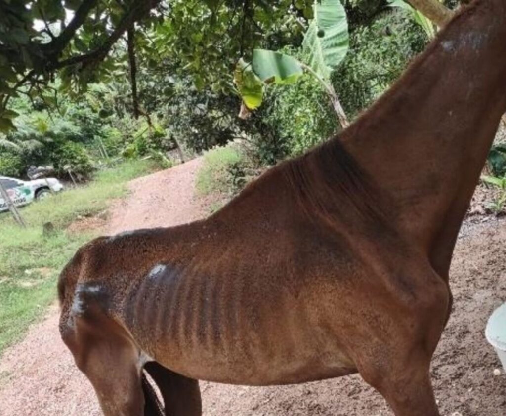 Homem é detido por maus-tratos contra cavalo em Corupá