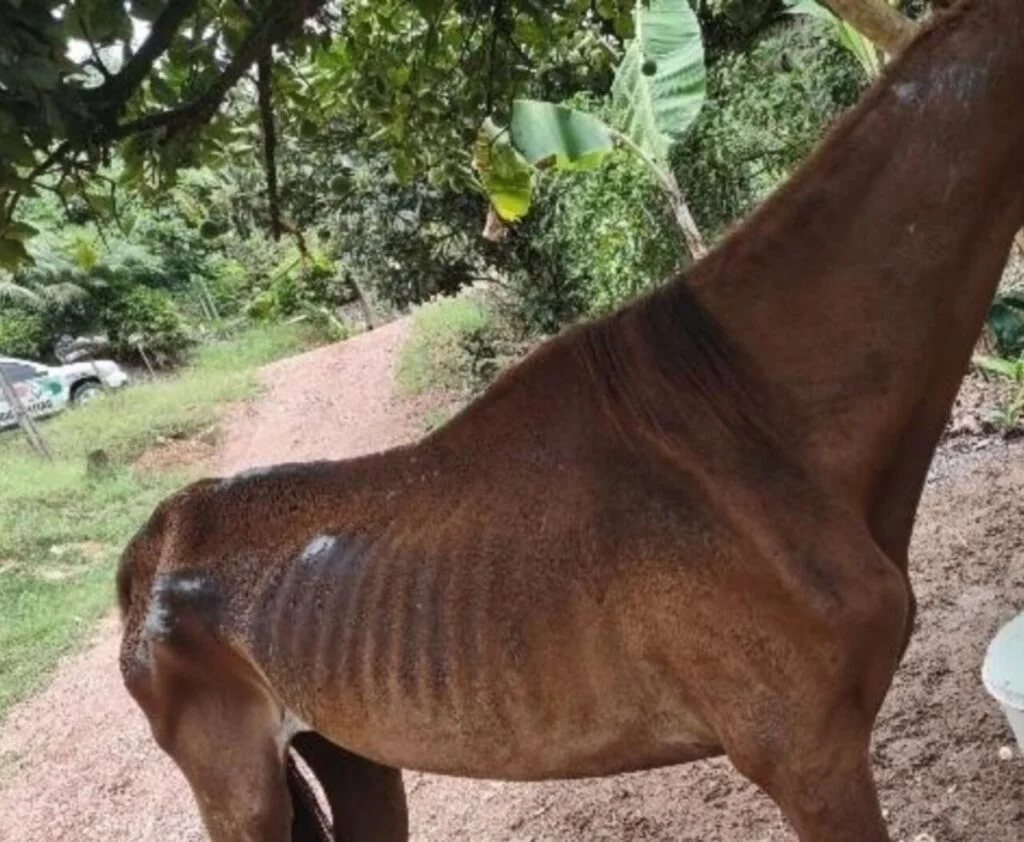 Homem é detido por maus-tratos contra cavalo em Corupá