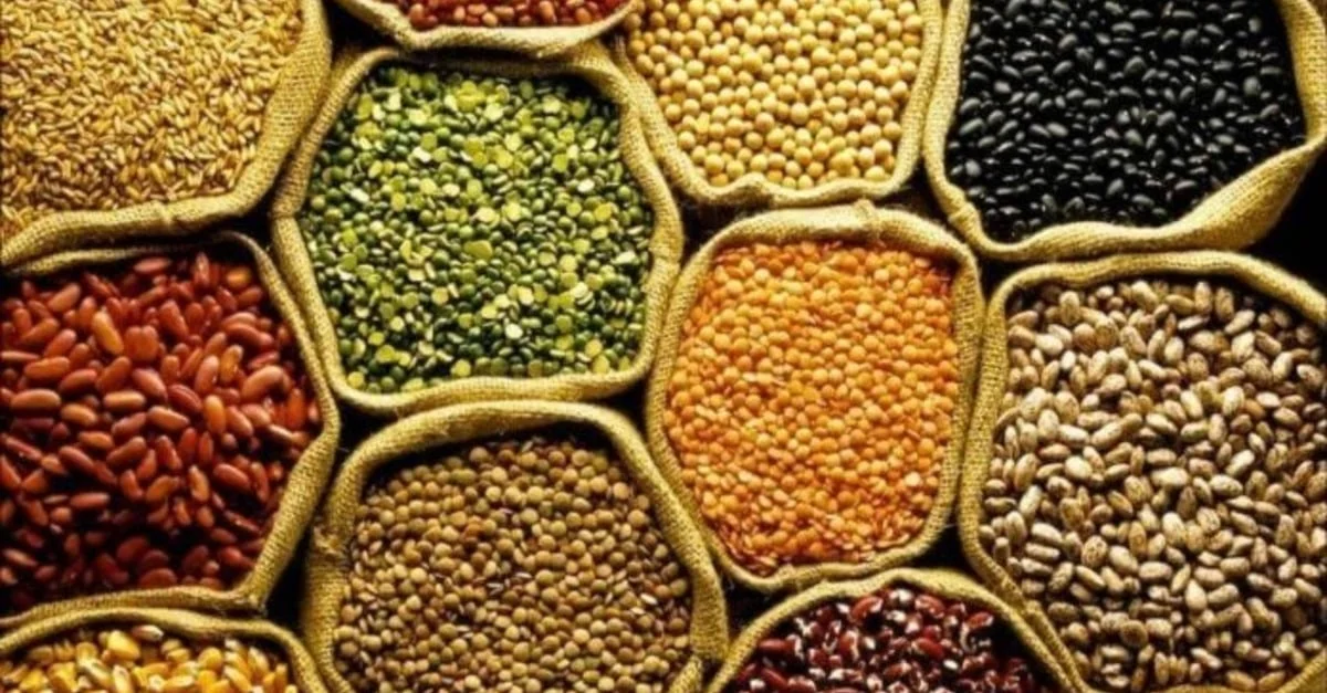 IBGE estima safra 2024 de grãos em 303,4 mi de t