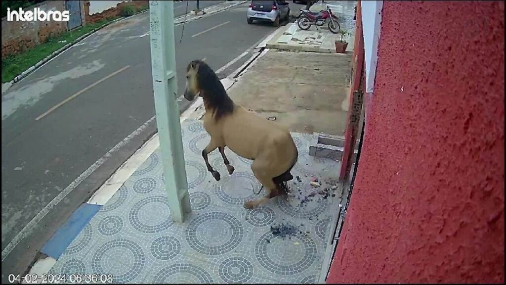 Vídeo: cavalo quebra porta de consultório odontológico a coices, no Piauí | Piauí