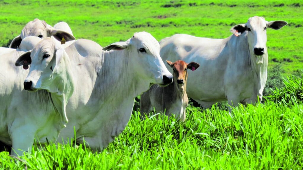 Boi/Cepea: Indicador cai em janeiro